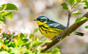 04   DQ690A--Magnolia-Warbler.jpg